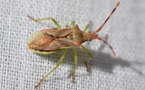 Gonocerus juniperi